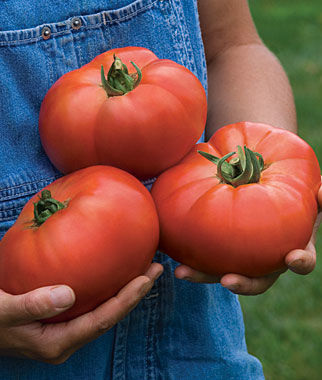 Porterhouse Hybrid Beefsteak Tomato